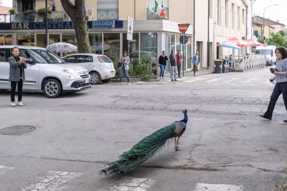 Đàn chim công đại náo thị trấn Italy