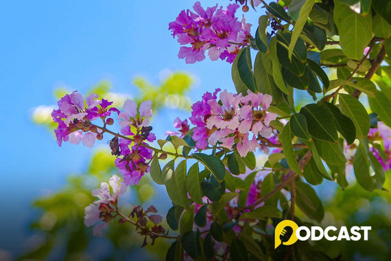 Podcast tản văn: Giai điệu tháng Năm