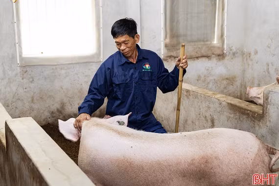 Nông dân Hà Tĩnh vững tin với mô hình chăn nuôi “5 không” của Quế Lâm