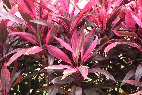 Tác dụng chữa bệnh của lá huyết dụ