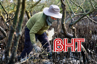 Sớm tìm nguyên nhân nhiều diện tích rừng ngập mặn ở Hải Ninh bị chết khô
