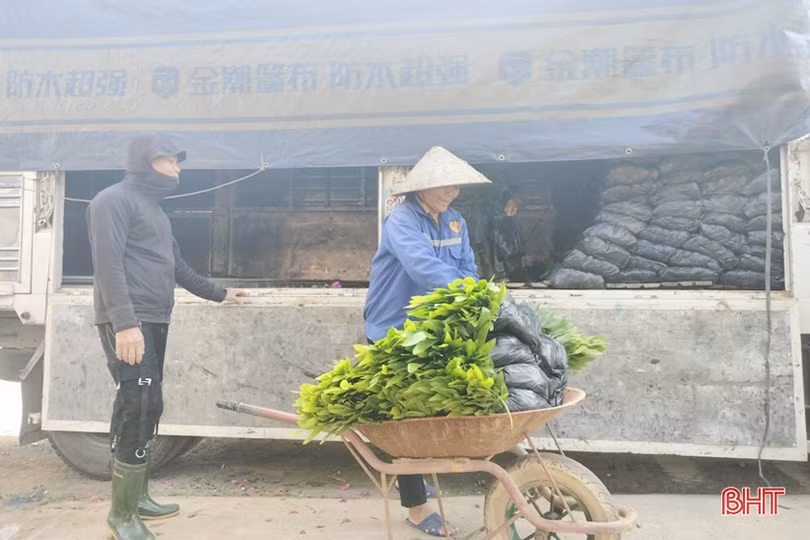 Hà Tĩnh tập trung phát triển và nâng cao hiệu quả sử dụng rừng trồng