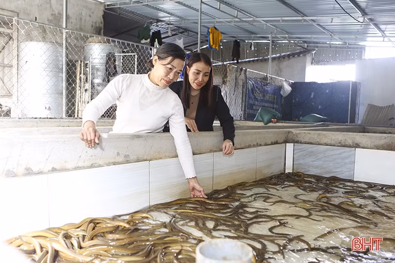 Phụ nữ Hà Tĩnh tự chủ hơn nhờ phát triển mô hình kinh tế