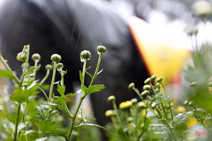 Ảnh hưởng không khí lạnh, Hà Tĩnh mưa rét