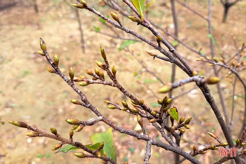 Ngắm vườn mai vàng dự kiến thu gần nửa tỷ đồng của lão nông Nghi Xuân