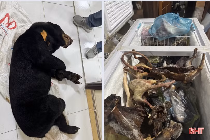 Hà Tĩnh: Bắt 3 đối tượng mua bán gấu chó, rắn hổ chúa
