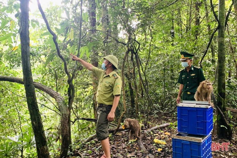 Vườn Quốc gia Vũ Quang tiếp nhận và tái thả 7 cá thể khỉ mặt đỏ