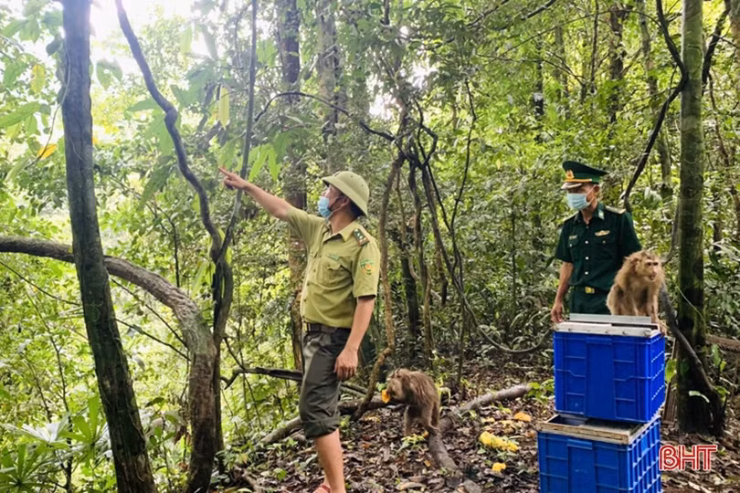 Vườn Quốc gia Vũ Quang tiếp nhận và tái thả 7 cá thể khỉ mặt đỏ