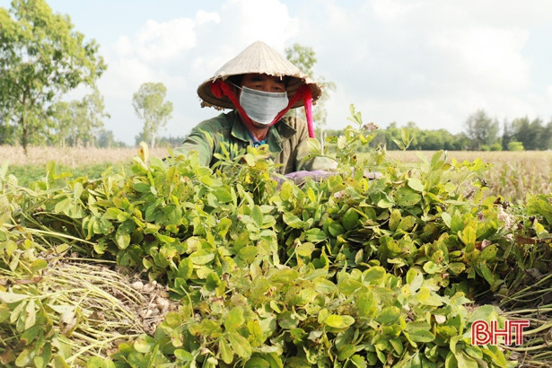 Lạc xuân được mùa, được giá ở huyện phía Bắc Hà Tĩnh