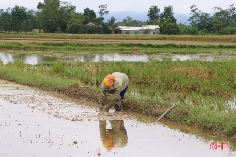 Nước về đầy đồng, nông dân Hà Tĩnh rộn ràng vào vụ sản xuất hè thu
