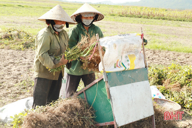 Lạc xuân được mùa, được giá ở huyện phía Bắc Hà Tĩnh