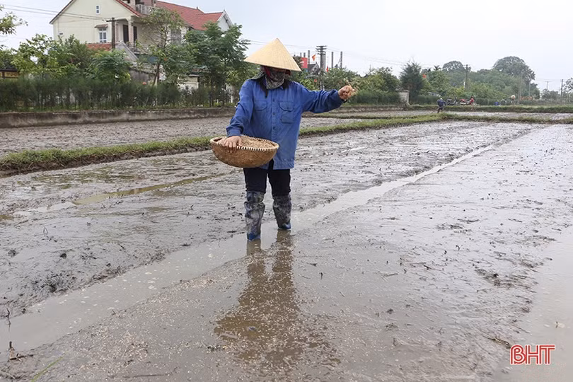Nông dân Hà Tĩnh phấn khởi xuống giống vụ hè thu