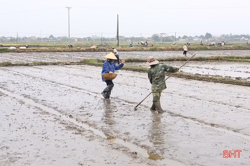 Nông dân Hà Tĩnh phấn khởi xuống giống vụ hè thu