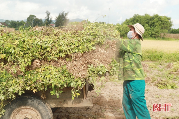 Lạc xuân được mùa, được giá ở huyện phía Bắc Hà Tĩnh