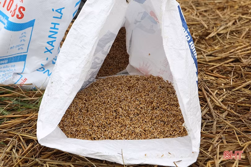 Nông dân Hà Tĩnh phấn khởi xuống giống vụ hè thu