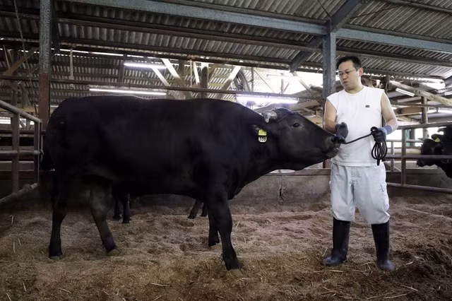 Thịt bò Wagyu hiếm nhất thế giới, giá gần 7 triệu đồng/miếng