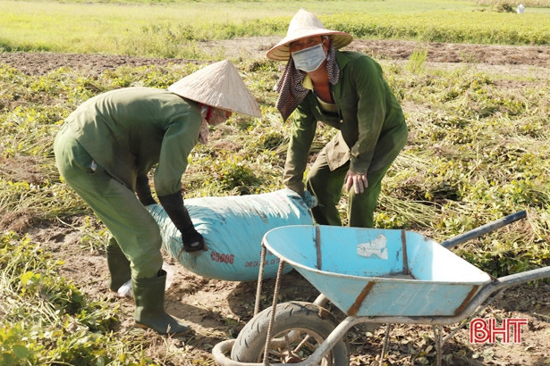 Lạc xuân được mùa, được giá ở huyện phía Bắc Hà Tĩnh