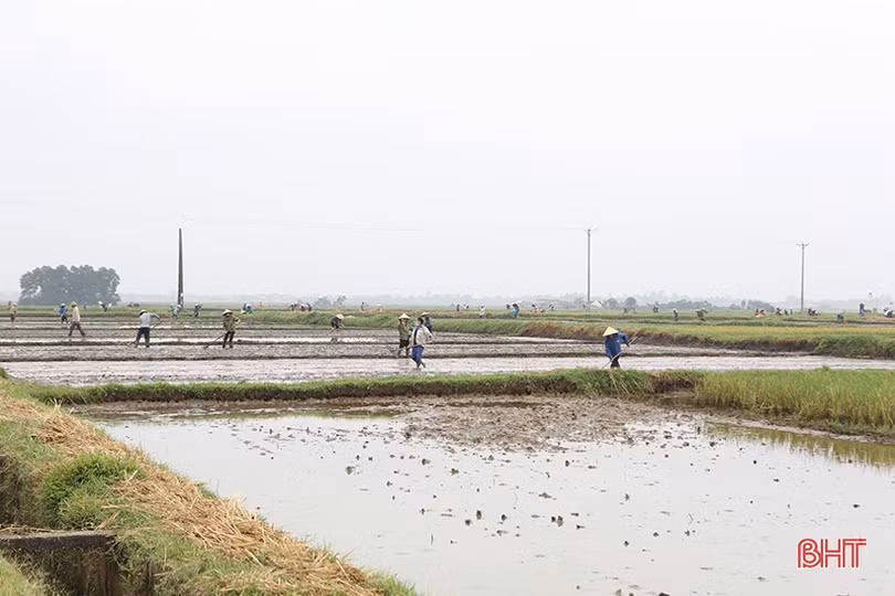 Nông dân Hà Tĩnh phấn khởi xuống giống vụ hè thu