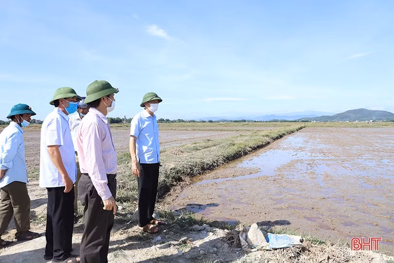 Tiếp đà thắng lợi vụ lúa xuân, chủ động sản xuất tốt vụ hè thu ở Hà Tĩnh