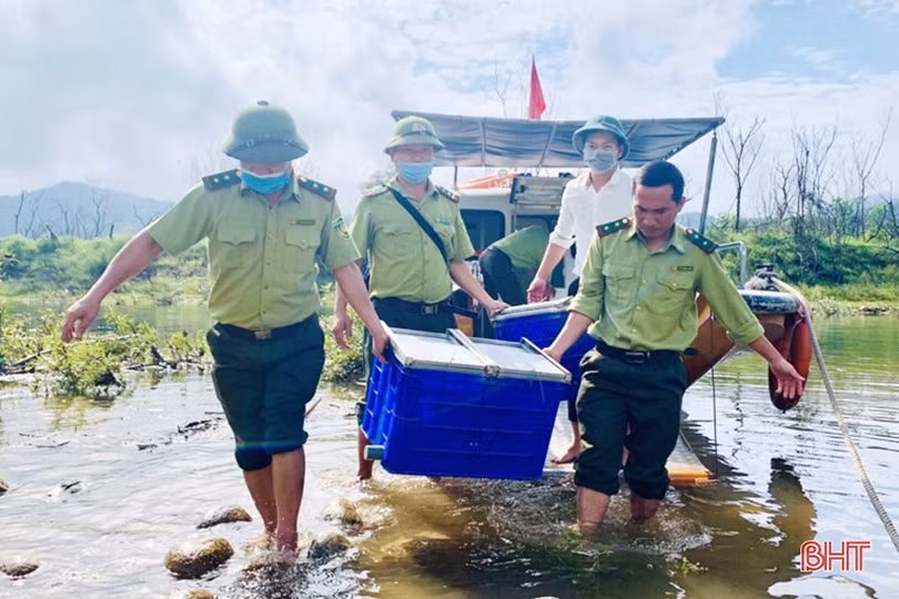 Vườn Quốc gia Vũ Quang tiếp nhận và tái thả 7 cá thể khỉ mặt đỏ