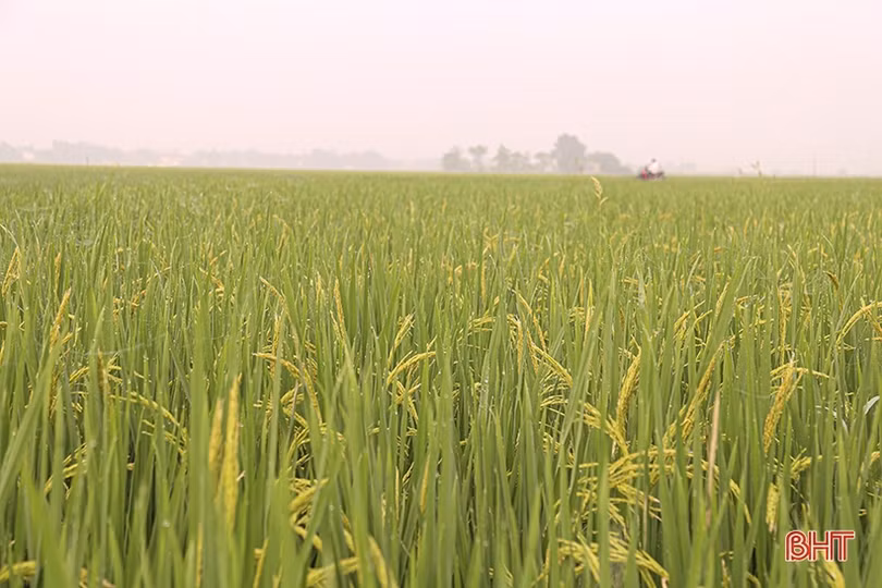 Theo sát đồng ruộng, kịp thời phòng trừ sâu bệnh trên lúa xuân