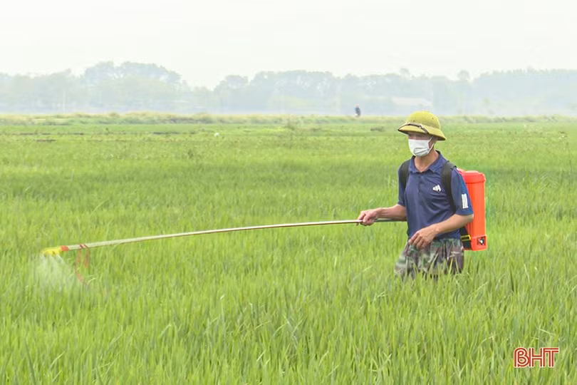 Theo sát đồng ruộng, kịp thời phòng trừ sâu bệnh trên lúa xuân