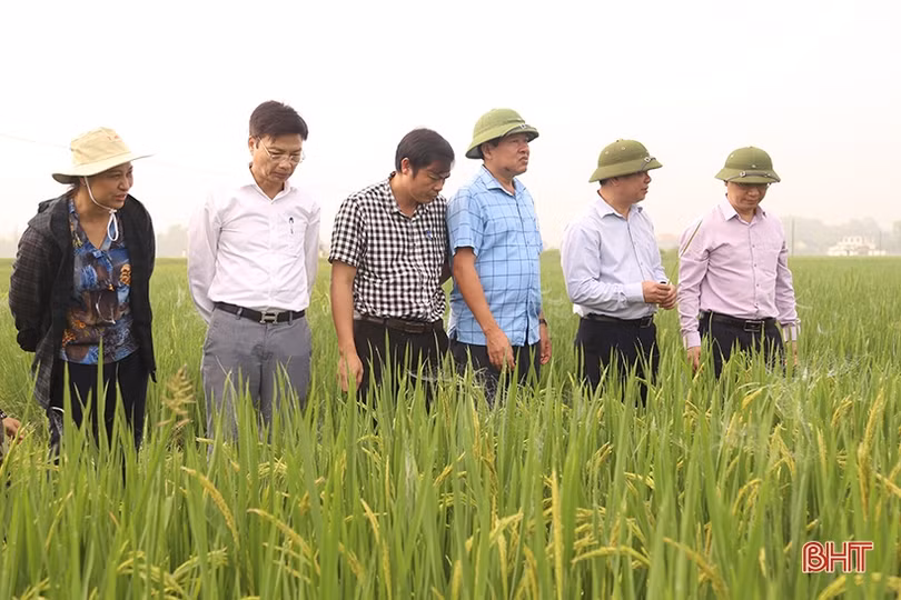 Theo sát đồng ruộng, kịp thời phòng trừ sâu bệnh trên lúa xuân