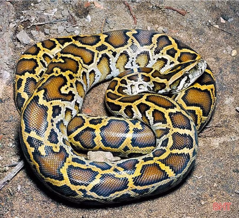 Bảo vệ động vật hoang dã từ ý thức, trách nhiệm của người dân