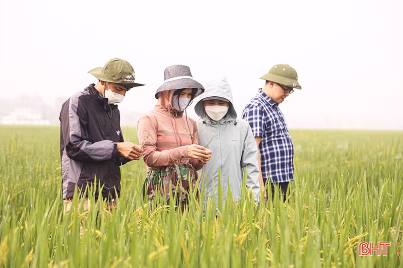 Theo sát đồng ruộng, kịp thời phòng trừ sâu bệnh trên lúa xuân