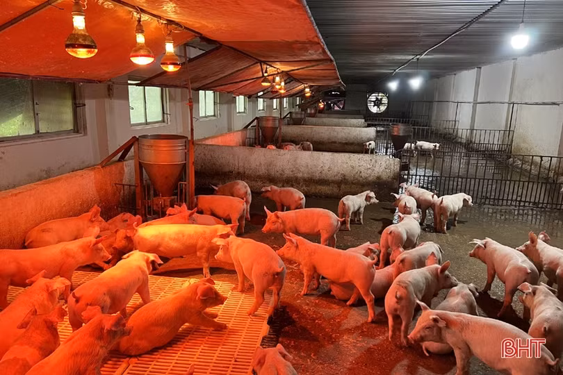 Vì sao nhiều doanh nghiệp, cơ sở sản xuất ở Hà Tĩnh “xin khoan” tăng giá điện?