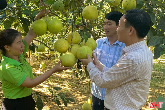 Bưởi được mùa, người trồng vẫn kém vui