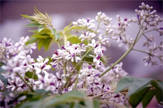 Ảnh minh họa từ internet