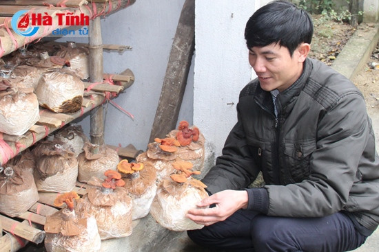 Tổ trưởng Tổ Hợp tác nấm sạch Hoa Linh Trần Trung Văn bên những bịch nấm và ý tưởng phát triển nấm linh chi thành cây cảnh nghệ thuật