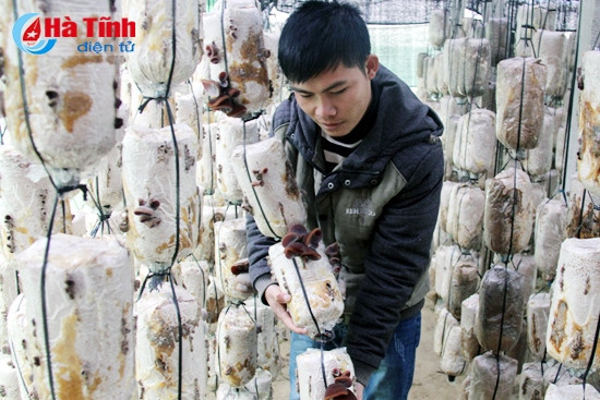 Tổ trưởng Tổ Hợp tác Thanh niên Ngô Thanh Lý với sản phẩm mộc nhĩ.