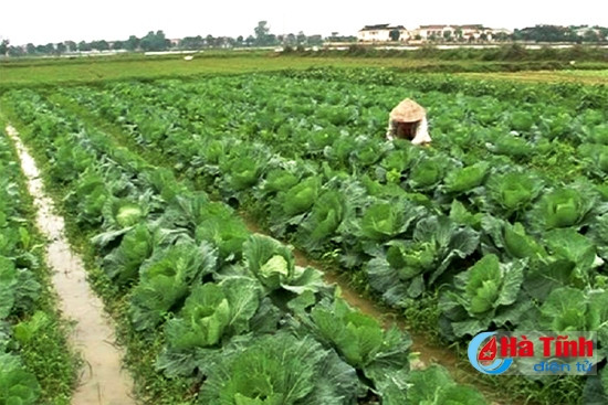 Từ trồng rau, trồng ngô những cánh đồng 50 triệu/ha ở Đức Thọ đã thực sự hình thành, nâng cao thu nhập trên chuẩn NTM. Từ trồng rau, trồng ngô những cánh đồng 50 triệu/ha ở Đức Thọ đã thực sự hình thành, nâng cao thu nhập trên chuẩn NTM.