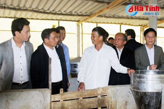 ... và mô hình chăn nuôi liên kết quy mô nông hộ với doanh nghiệp của anh Nguyễn Xuân Hồng ở thôn 3, xã Sơn Thọ