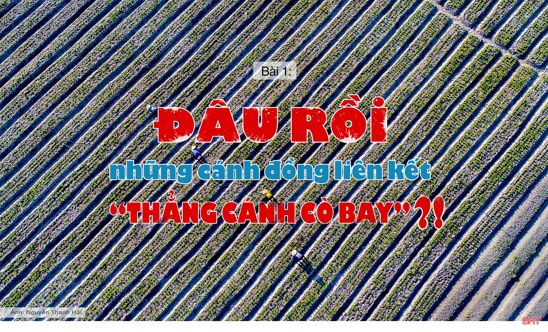 Vụ đông hàng hóa và những "bước lùi” (bài 1): Đâu rồi những cánh đồng liên kết “thẳng cánh cò bay”?! ảnh 1 Vụ đông hàng hóa và những bước lùi” (bài 1): Đâu rồi những cánh đồng liên kết “thẳng cánh cò bay”?!