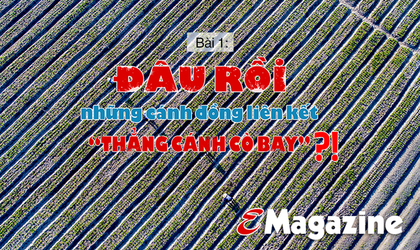 Vụ đông hàng hóa và những "bước lùi” (bài 1): Đâu rồi những cánh đồng liên kết “thẳng cánh cò bay”?! ảnh 2 Vụ đông hàng hóa và những bước lùi” (bài 1): Đâu rồi những cánh đồng liên kết “thẳng cánh cò bay”?!