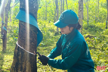 Nhọc nhằn nghề đi tìm "vàng trắng" 
