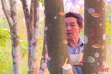 Nghề lạ xứ trầm: Tạo vết thương để “đánh thức” trầm hương