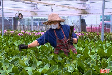 Nhanh tay chăm hoa, cây cảnh để kịp “vào dáng” đón Tết