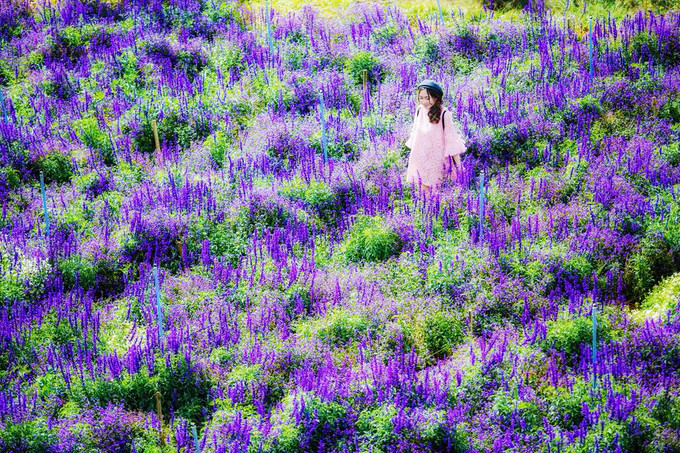 canh dong hoa nhu troi au o da lat