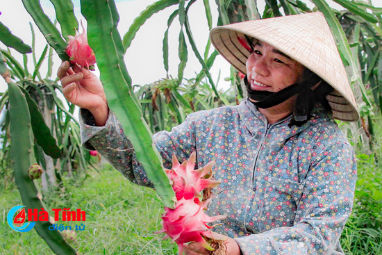 thanh long ruot do ben duyen vuon doi can loc