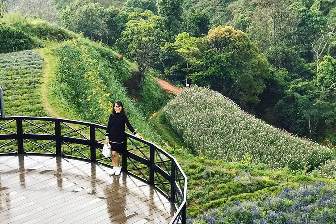 canh dong hoa nhu troi au o da lat