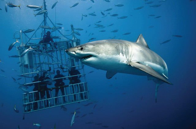 thot tim nhin canh tho lan doi dau voi ca map trang