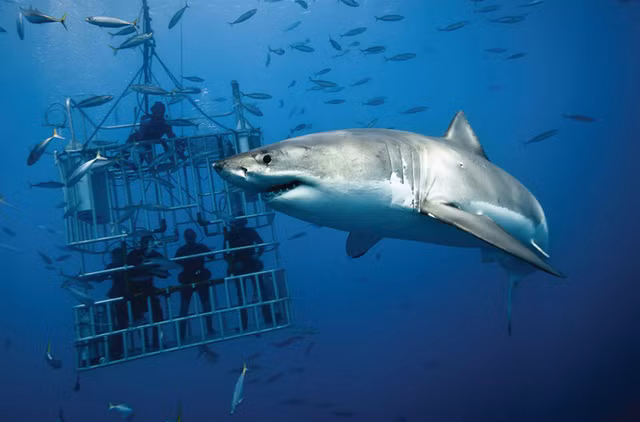 thot tim nhin canh tho lan doi dau voi ca map trang