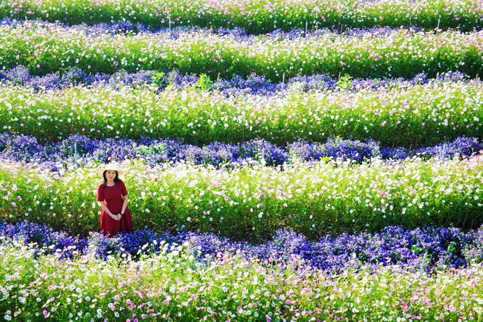 canh dong hoa nhu troi au o da lat