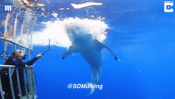 thot tim nhin canh tho lan doi dau voi ca map trang