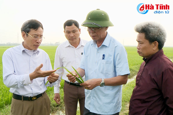 hon 1 167 ha lua xuan o cam xuyen nhiem dao on tren la