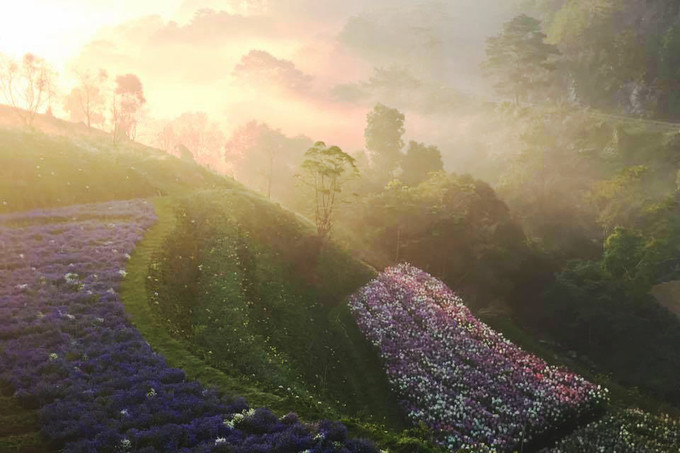 canh dong hoa nhu troi au o da lat